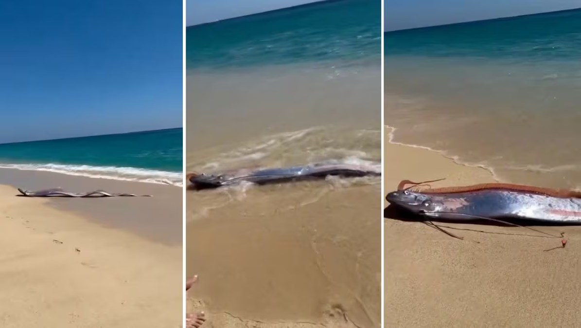 Sinh vật biển sâu dài 9m sống ở độ sâu 1.000m bất ngờ xuất hiện trên bãi biển, nhiều người lo lắng- Ảnh 1.