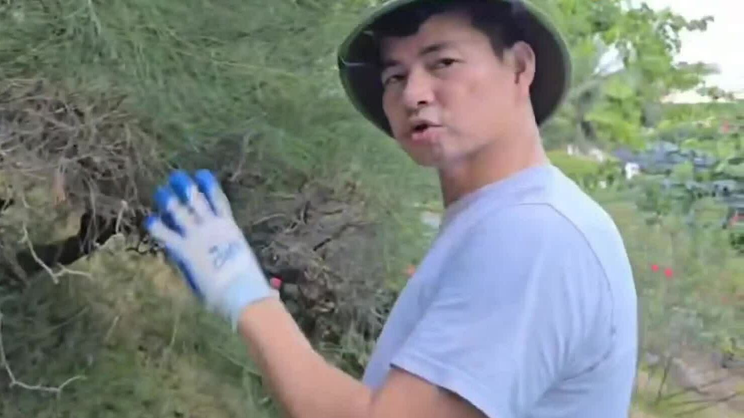 Nghệ sĩ Xuân Bắc tỉa cây cảnh