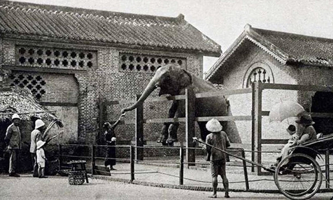 Sở thú lâu đời nhất Việt Nam bất ngờ “hẹn” khách vào 9h sáng Chủ nhật tuần này- Ảnh 3.