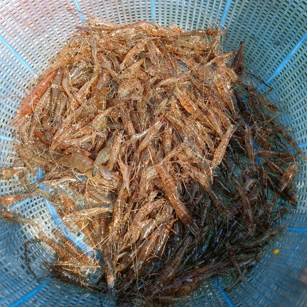 Sơn La: Món tép nhảy tanh tách trong miệng, khách Tây thấy lạ vẫn khen ngon - 3