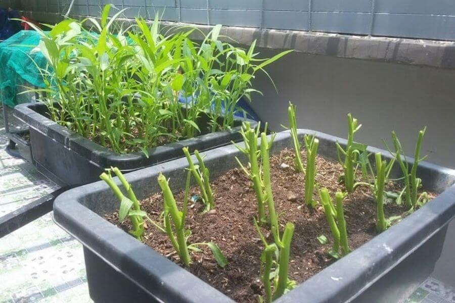 3 loại rau nên trồng ngay bây giờ: Sống khỏe, 20 ngày có rau sạch ăn liền- Ảnh 1.