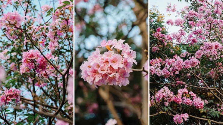 TP.HCM mùa hoa kèn hồng rực rỡ: Những tọa độ săn mây hồng đậm chất điện ảnh 1 Những tán hoa kèn hồng bung nở san sát nhau tạo nên một cảnh sắc tựa như một khu rừng cổ tích. (Ảnh: chupchoetsaigon)