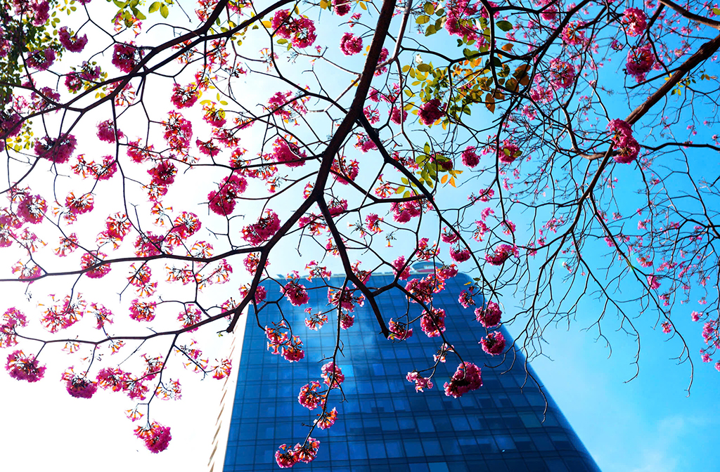 TP.HCM nắng nóng gia tăng- Ảnh 1. TP.HCM nắng nóng gia tăng- Ảnh 1.