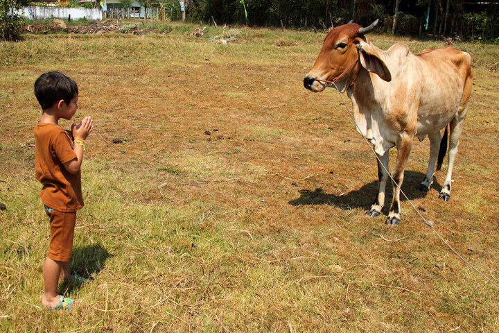 Tại sao người Thái Lan hầu như không ăn thịt bò?- Ảnh 1.