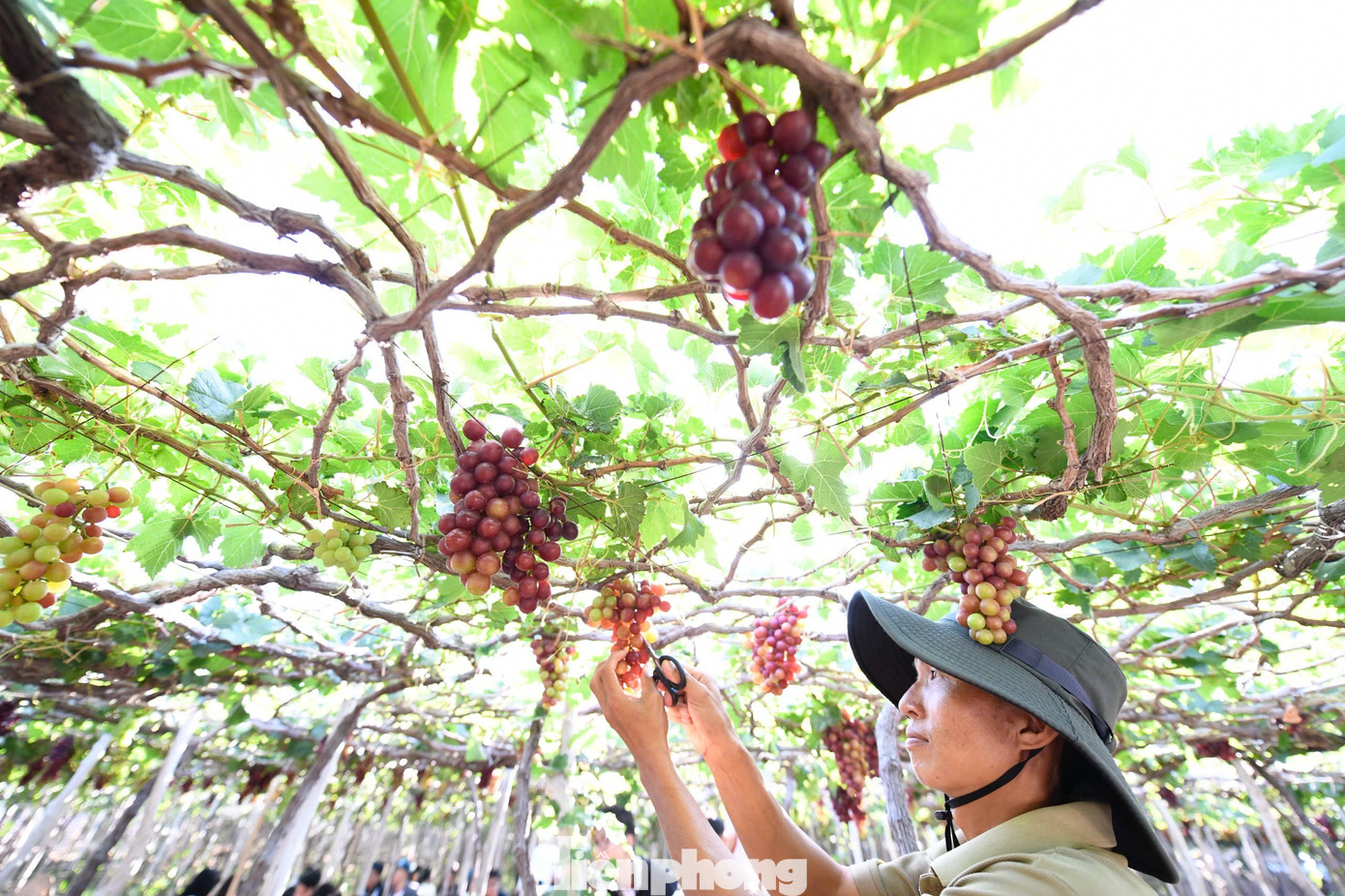 Tận thấy nơi 'gây bão' ở thủ phủ nho Ninh Thuận- Ảnh 1.
