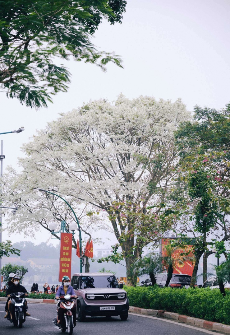 Hoa sưa nở trắng tinh khôi tại đường Thanh Niên vào ngày 6/3/2026. (Ảnh: Nguyen Thuong)