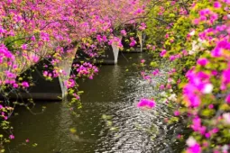 "Phát sốt" với tọa độ thác hoa giấy rực rỡ tựa phim điện ảnh ngay sát vách Hà Nội