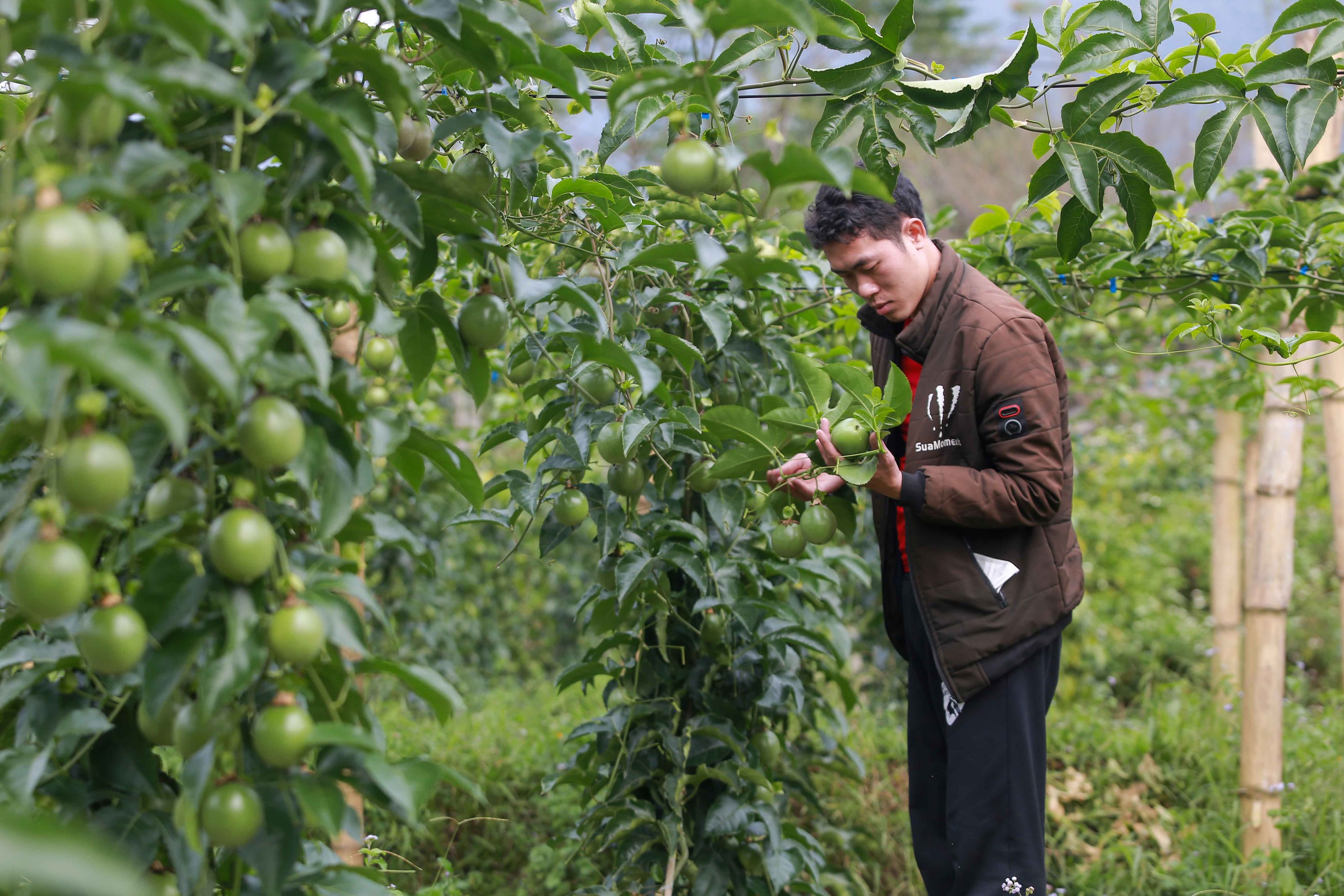 Thanh long, chanh leo Việt Nam đối mặt nguy cơ bị EU siết kiểm soát 1 thanh long - Ảnh 1.