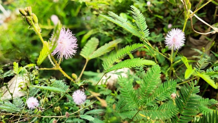 Thảo dược quý cực sẵn ở Việt Nam, tốt ngang thuốc bổ đắt tiền lại hay bị ngó lơ 1 (Ảnh minh họa: VietNamNet)