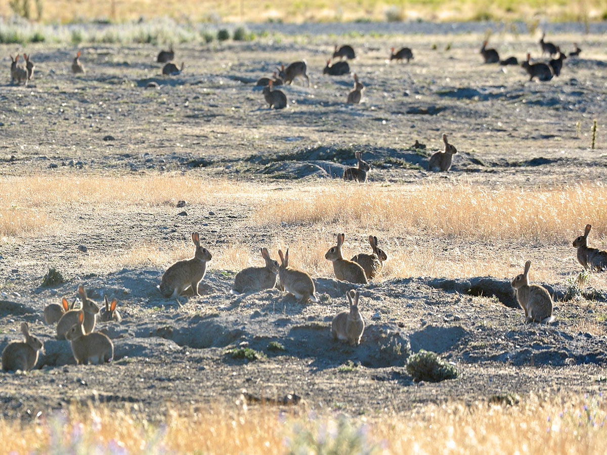 Thỏ hoang bùng nổ, Úc đau đầu với 'đội quân' hơn 200 triệu con 1 thỏ hoang - Ảnh 1.