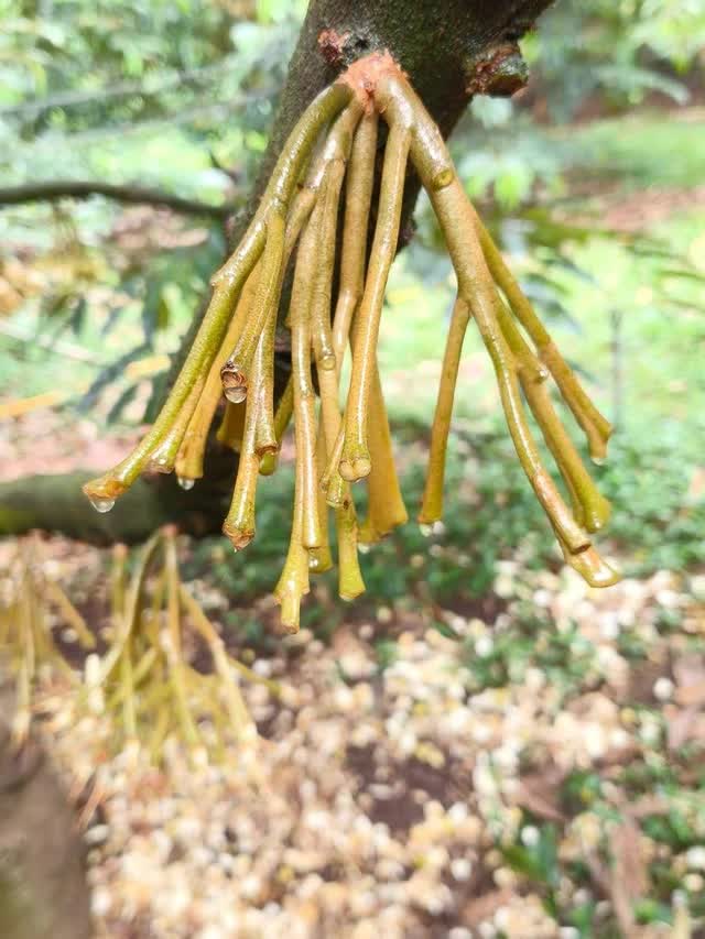 Thời tiết thất thường, nhà nông gặp khó- Ảnh 2.