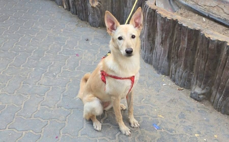 Thú cưng - Ảnh 1.