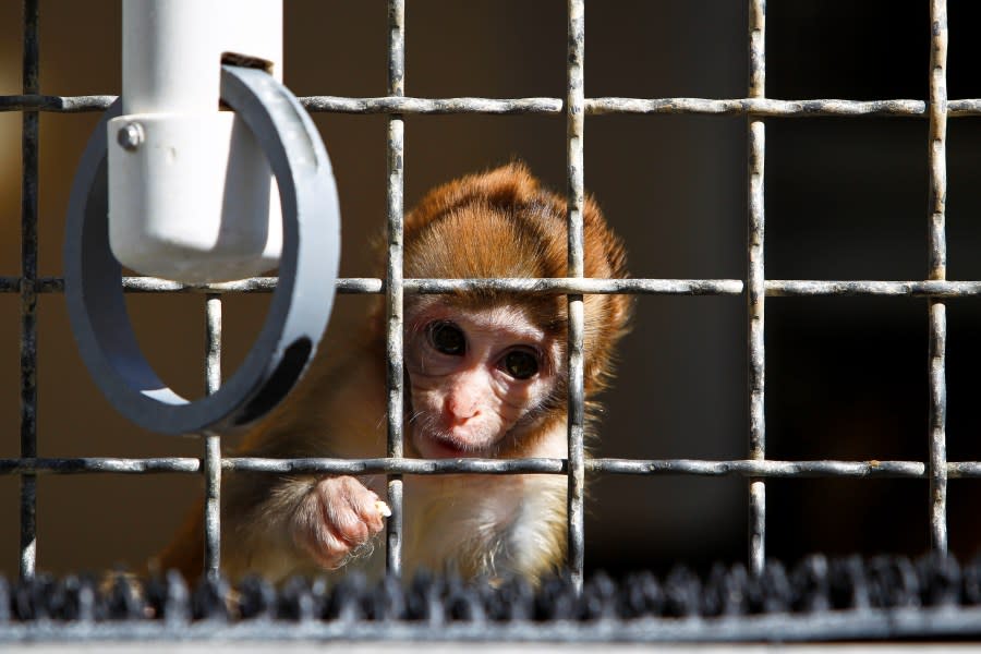 Thử nghiệm trên động vật: Bước ngoặt từ chính sách mới của Hoa Kỳ và những thách thức công nghệ - Ảnh 1.