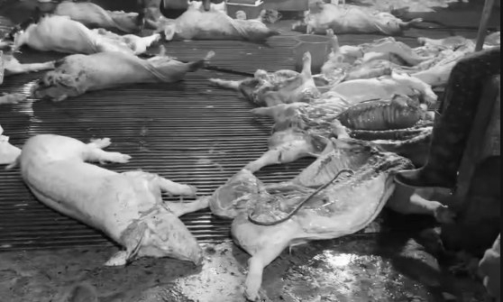 thủ tướng - Ảnh 1.