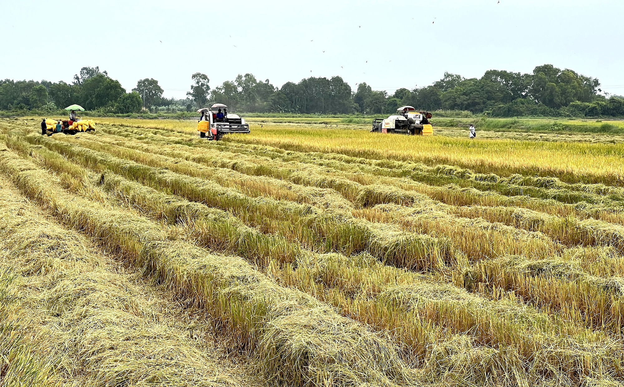lúa gạo - Ảnh 1.