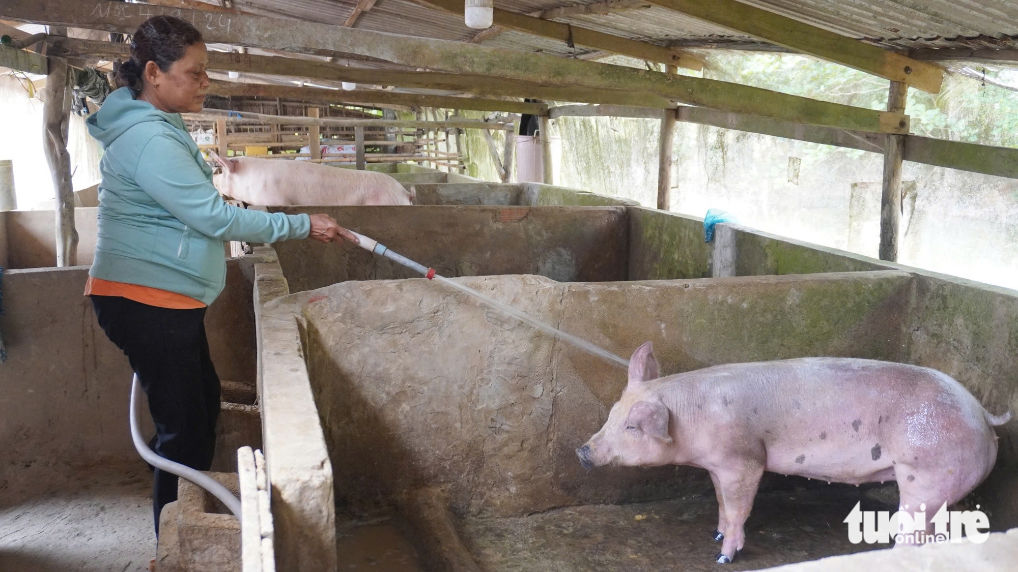 Thức ăn chăn nuôi tăng, giá bán thịt giảm, nhiều hộ dân ngại tái đàn 1 chăn nuôi - Ảnh 1.
