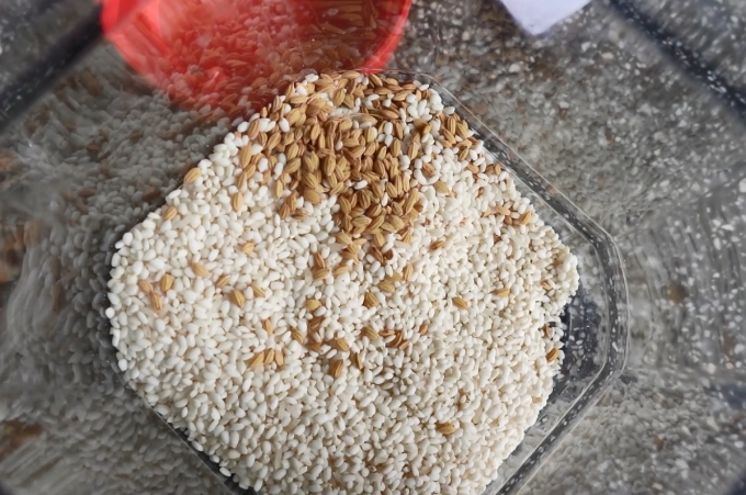 Mẫu nếp ngự Sa Huỳnh được tiến sĩ Liêm thu thập để nghiên cứu. Ảnh: Nhân vật cung cấp