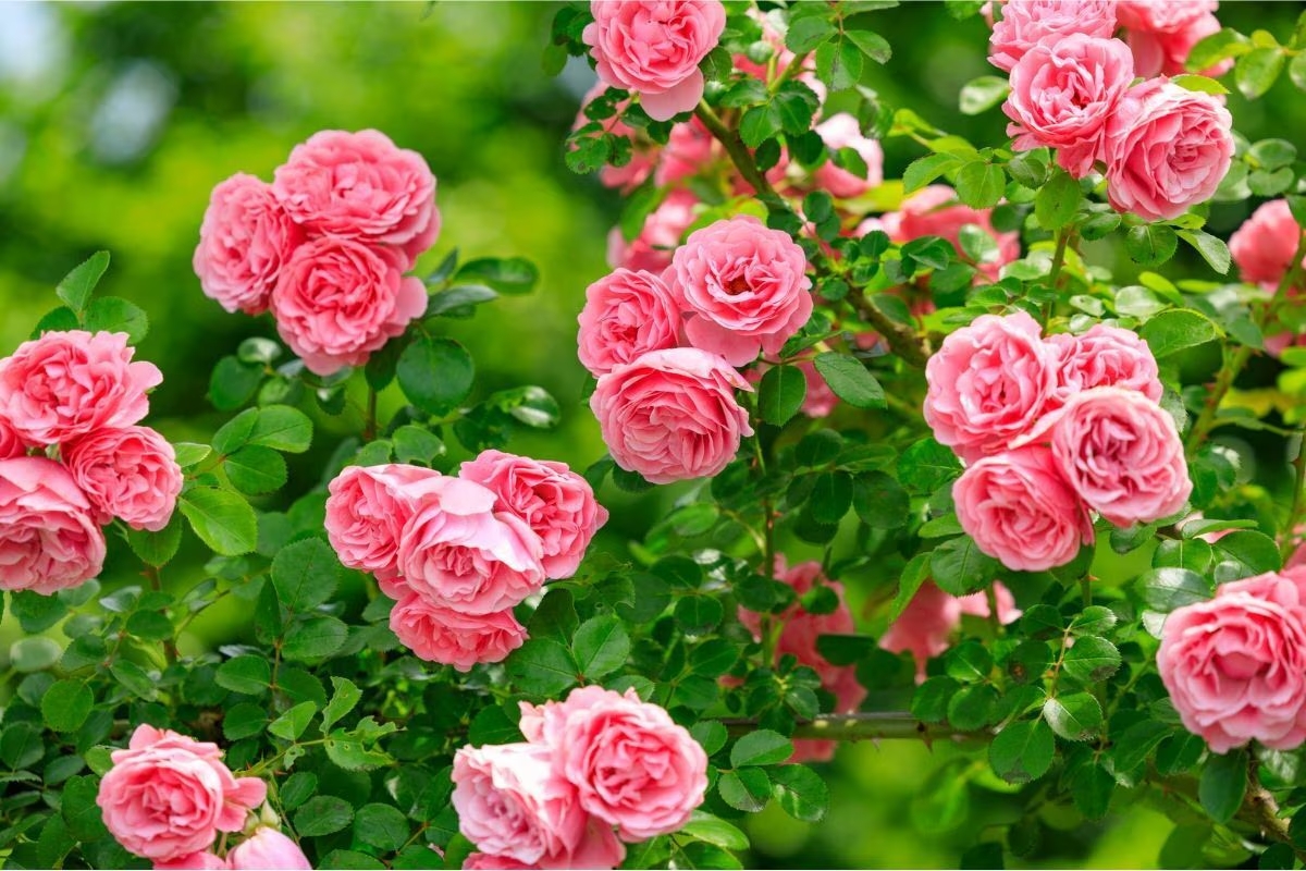 Top 10 loài hoa thơm bậc nhất thế giới, số 1 được trồng khắp Việt Nam- Ảnh 2.