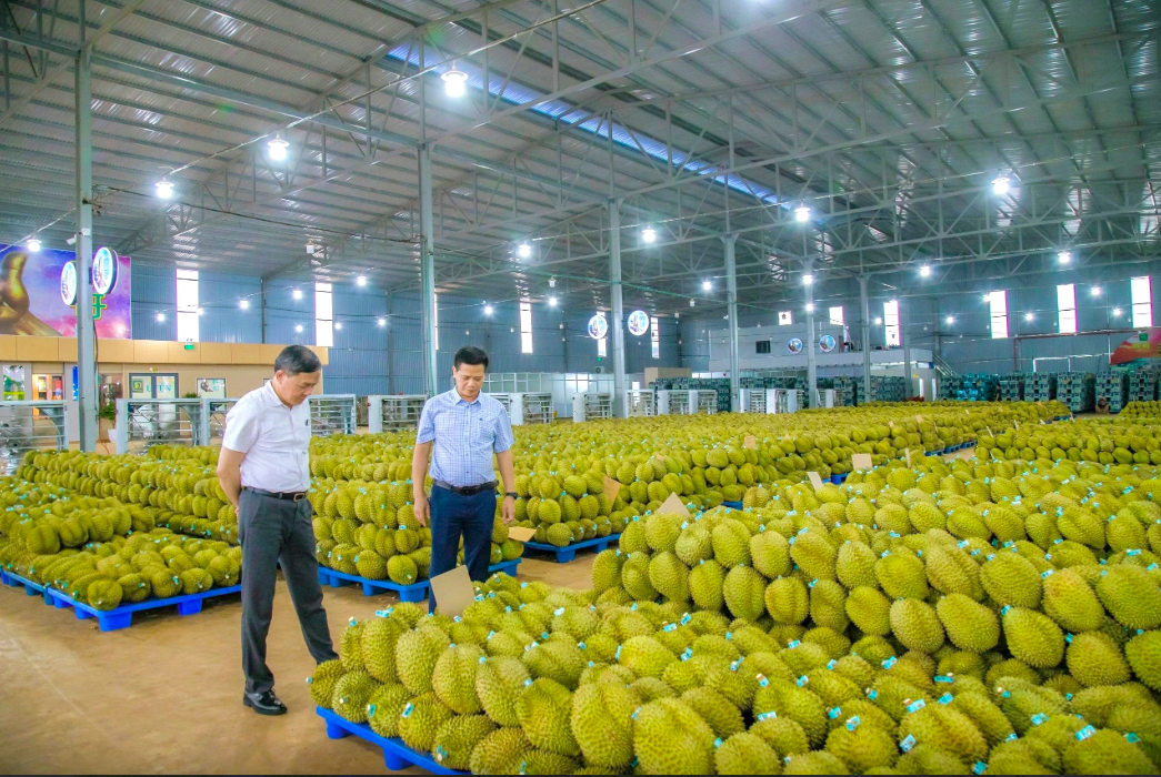 Người trồng sầu riêng đau đầu vì giá dầu, phân bón tăng- Ảnh 1. Người trồng sầu riêng đau đầu vì giá dầu, phân bón tăng- Ảnh 1.