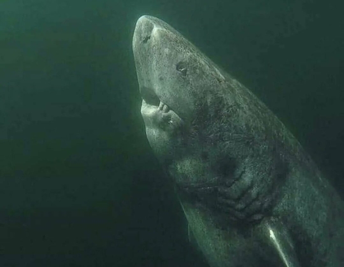 Ảnh chụp cá mập Greenland được chú thích trên X là 392 tuổi. Ảnh: X/awkwardgoogle