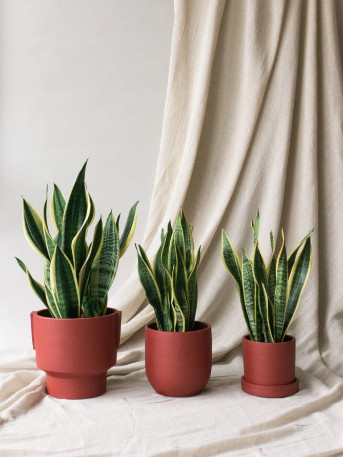 4 loại cây rất hợp cho người trên 40 tuổi: Trồng trong nhà hay ngoài sân đều có lợi- Ảnh 1. 4 loại cây rất hợp cho người trên 40 tuổi: Trồng trong nhà hay ngoài sân đều có lợi- Ảnh 1.