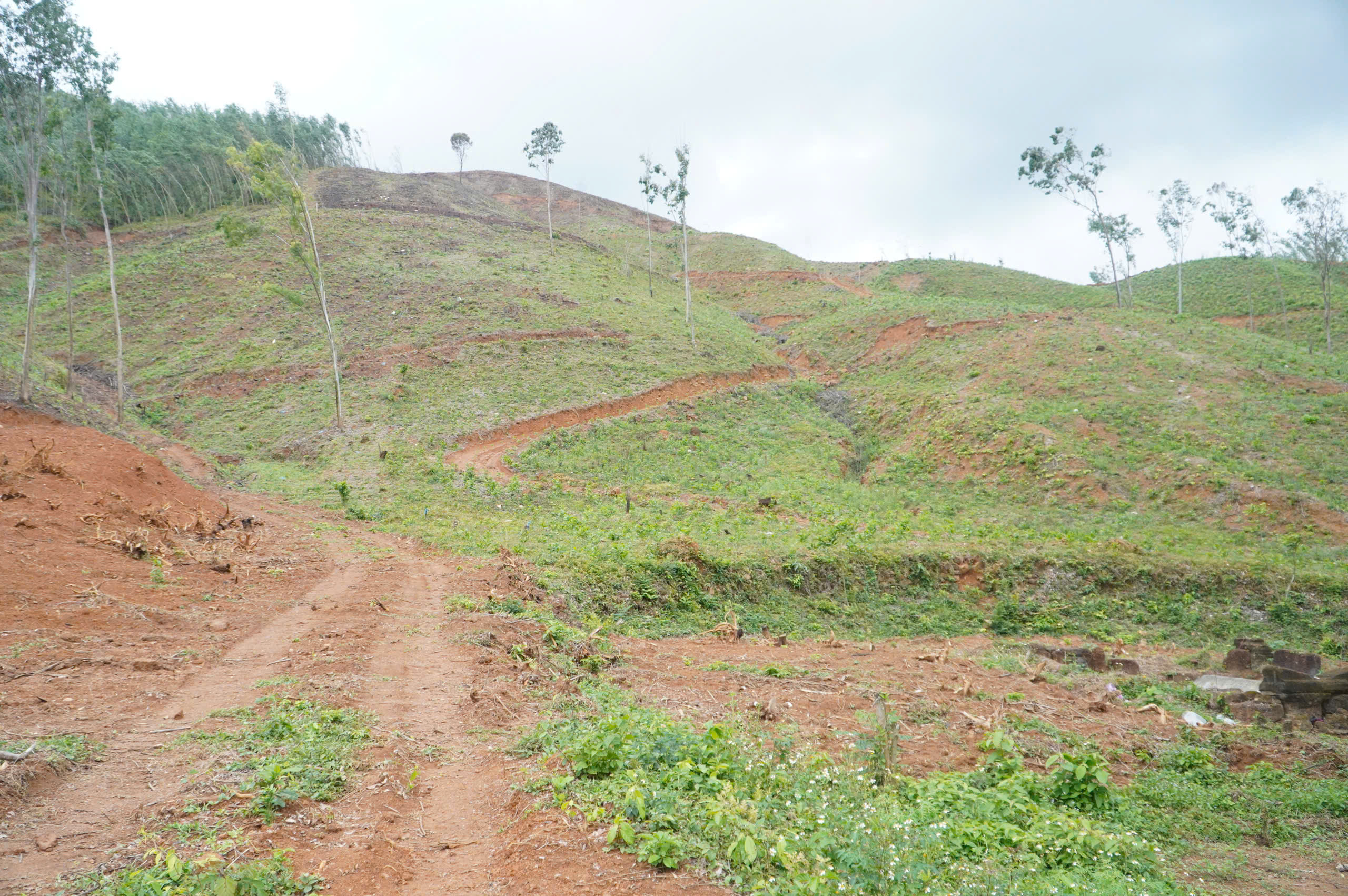 Truông Mây lưu dấu cuộc khởi nghĩa Chàng Lía 1 Di tích Truông Mây, nơi những người nông dân đứng dậy khởi nghĩa - Ảnh 1.
