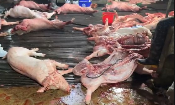 Thông tin hàng triệu phụ huynh quan tâm: Trường nào sử dụng thịt trong đường dây 300 tấn lợn bệnh?- Ảnh 1.