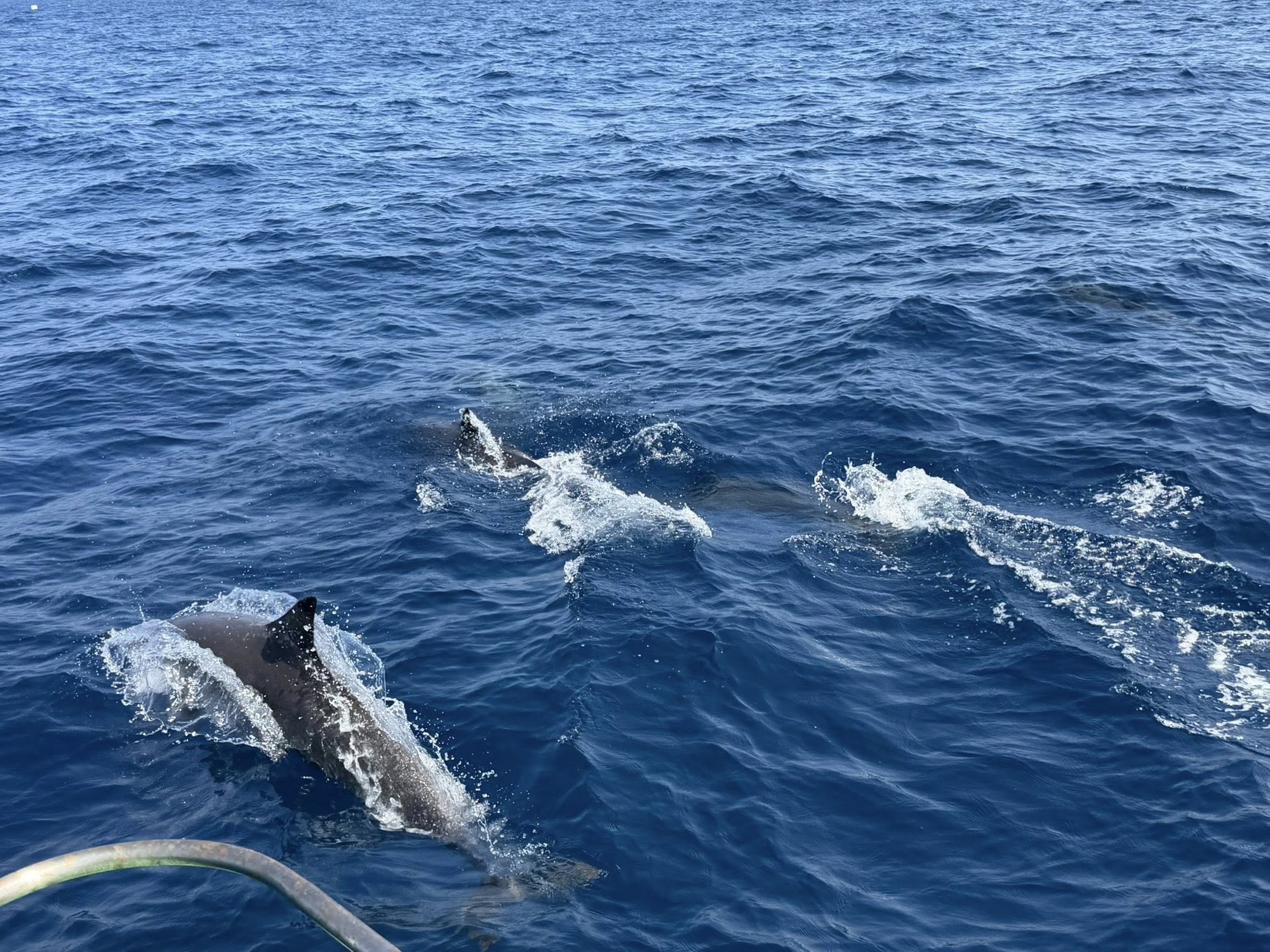 Tuần tra tưởng ảo giác khi thấy hơn 100 sinh vật trồi lên giữa biển, chuyên gia nói: Hiện tượng cực hiếm- Ảnh 2.