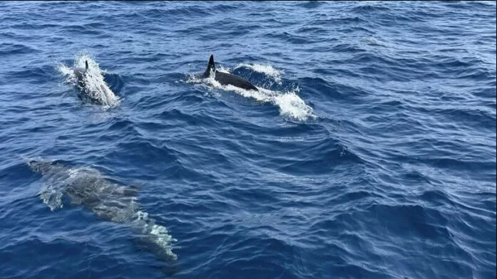 Tuần tra tưởng ảo giác khi thấy hơn 100 sinh vật trồi lên giữa biển, chuyên gia nói: Hiện tượng cực hiếm- Ảnh 1.