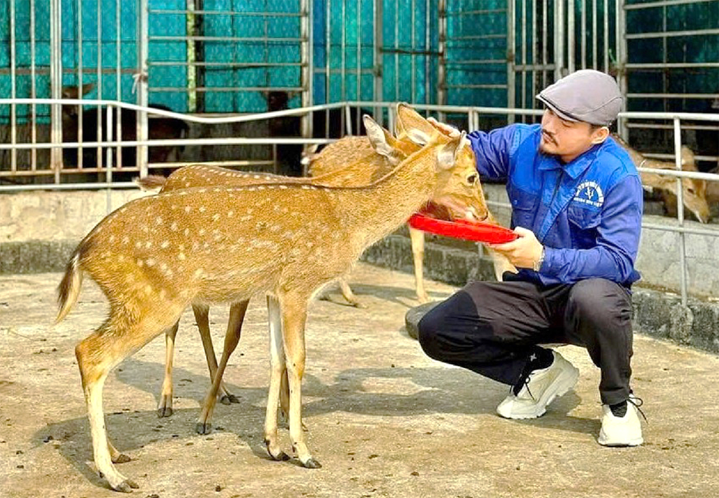 Ước mơ nâng tầm sản phẩm nhung hươu 1 nhung hươu - Ảnh 1.