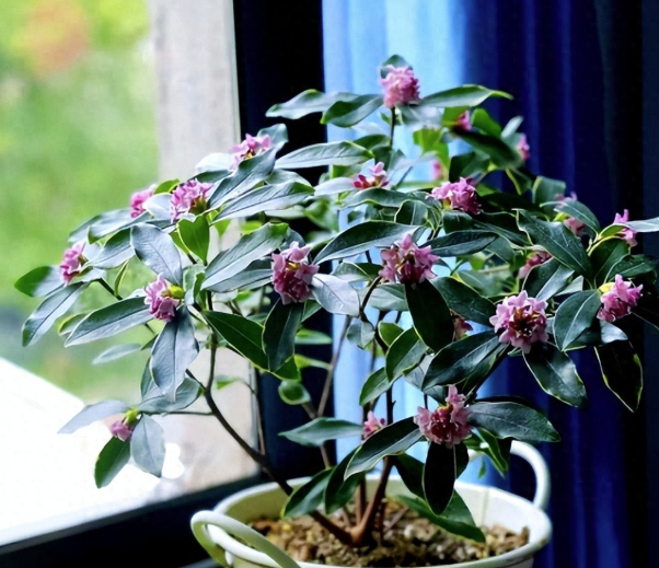 3 loài hoa dễ trồng, chạm đất là sống: Vài năm sau thân còn hóa gỗ, dáng đẹp như bonsai tiền triệu- Ảnh 1.