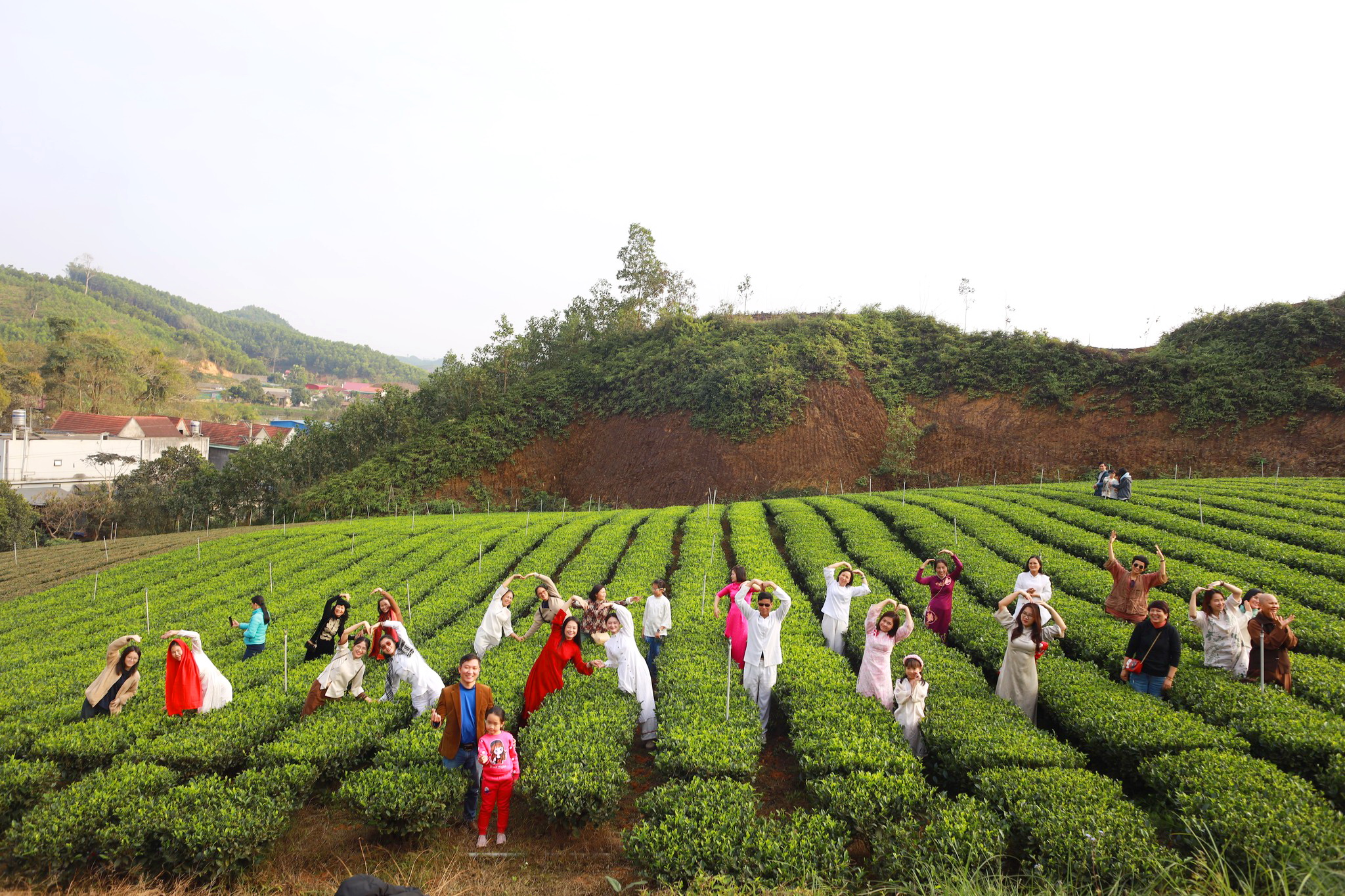 Về xóm trà Sương Mai sống chậm 1 Về xóm trà Sương Mai sống chậm - Ảnh 1.