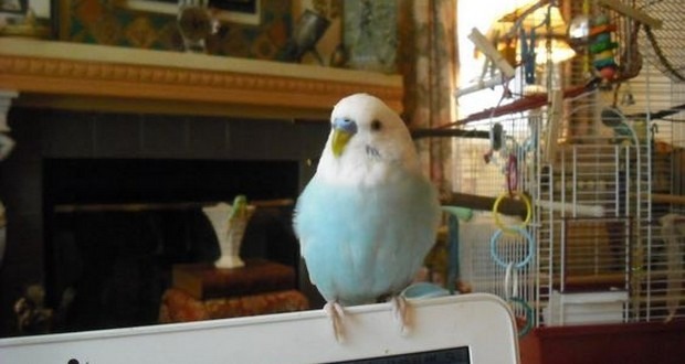 Vì sao một số loài chim có thể 'nói' tiếng người? - Ảnh 1.