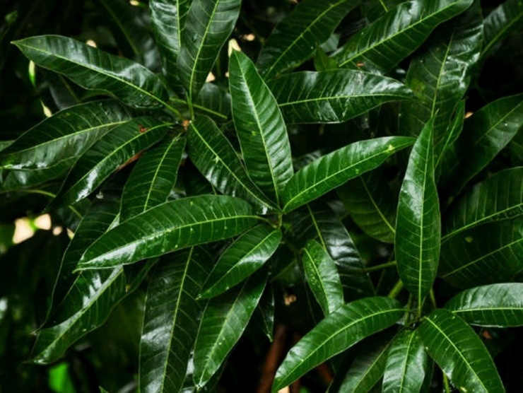 Lá xoài nhiều người tưởng bỏ đi lại là vị thuốc quý trong y học cổ truyền. (Ảnh minh họa)