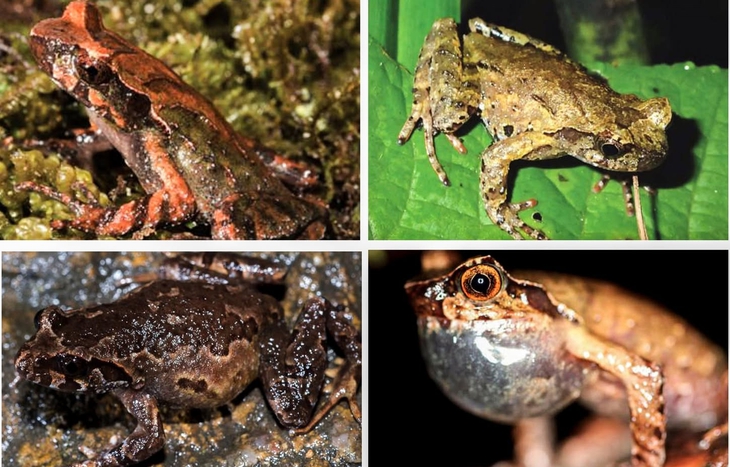 Việt Nam có thêm một vườn quốc gia ở Lào Cai - Ảnh 3.