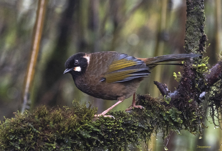 Việt Nam có thêm một vườn quốc gia ở Lào Cai - Ảnh 1.