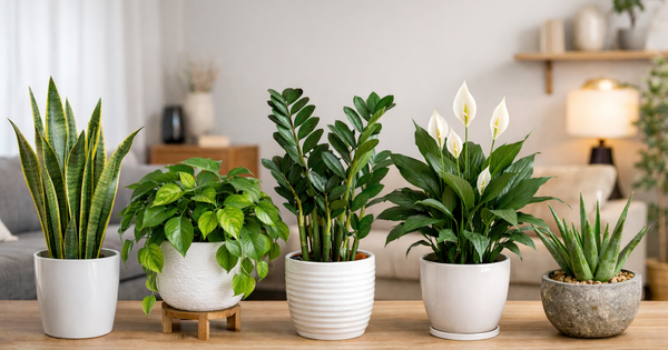 Không phải ngẫu nhiên mà 9/10 nhà khá giả đều đặt thứ này ở phòng khách: Vừa đẹp sang, vừa mang vượng khí cho gia đình- Ảnh 1.