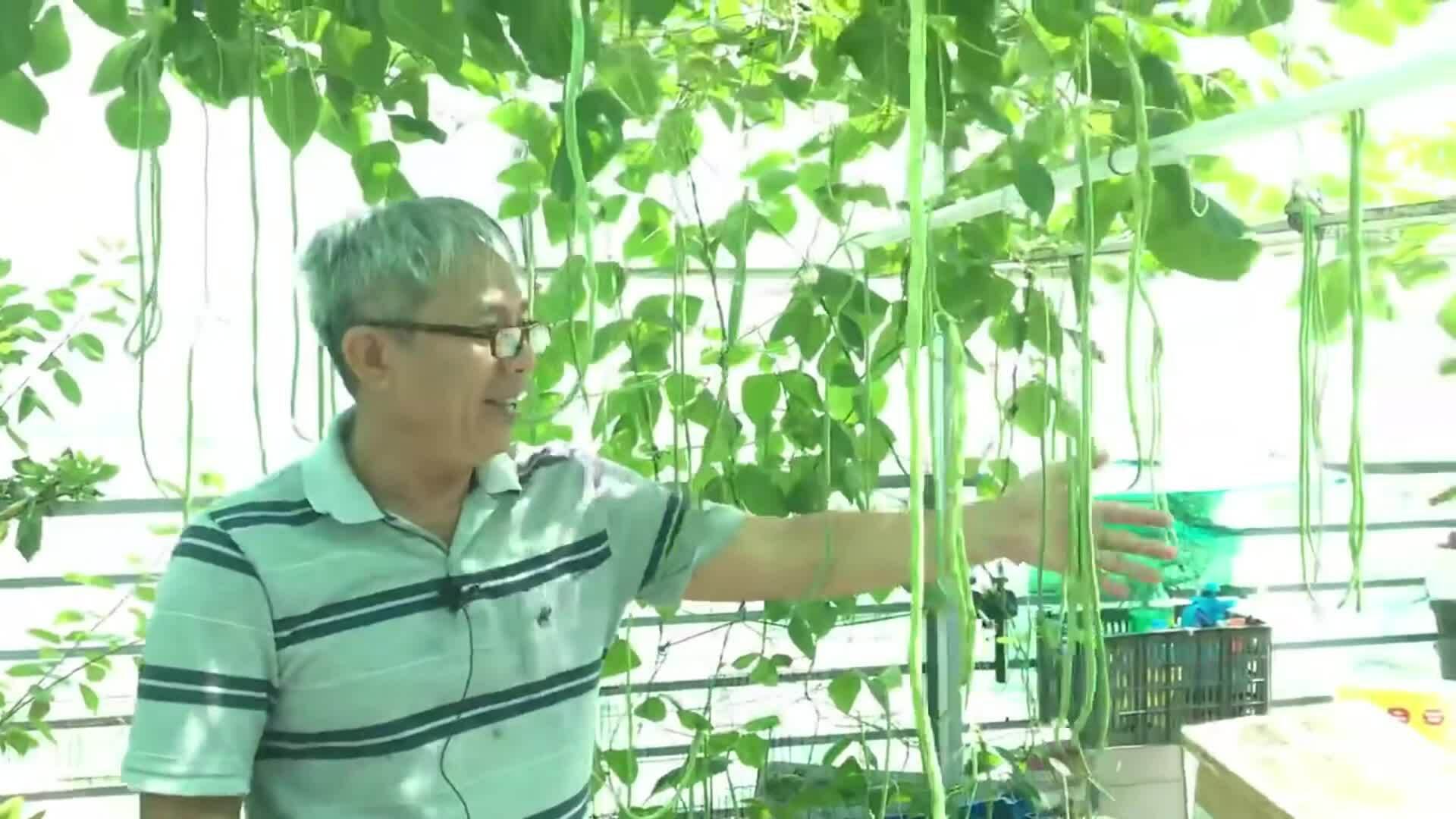 Vườn rau trên sân thượng của nghệ sĩ Trung Dân