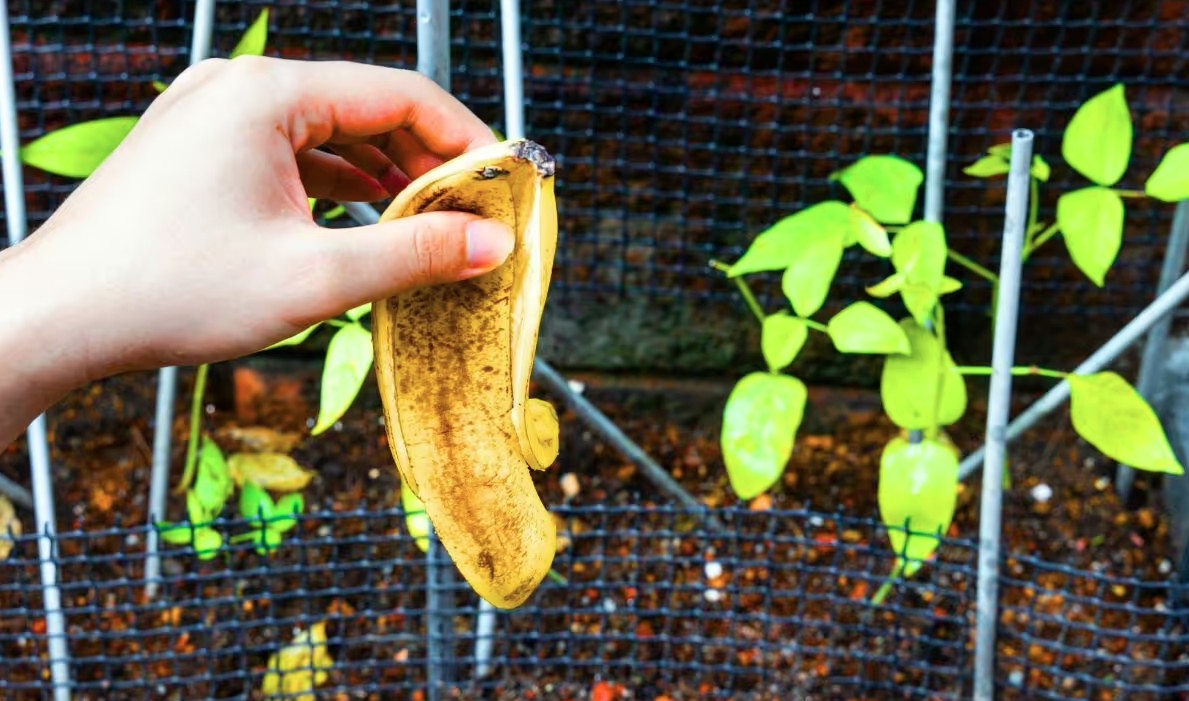 Vứt thứ này ra vườn ngay bây giờ, cây cối tự nhiên xanh tốt suốt xuân hè- Ảnh 1.