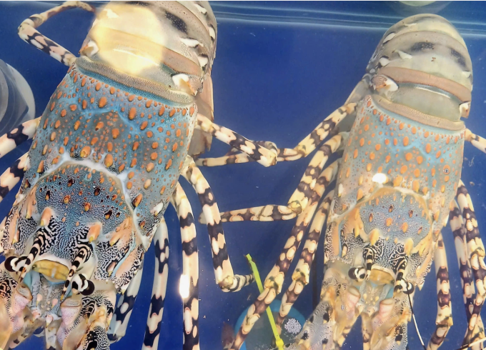 Tôm hùm bông tại cửa hàng hải sản trên đường Lý Tự Trọng, phường Bến Thành (TP HCM). Ảnh: Thi Hà