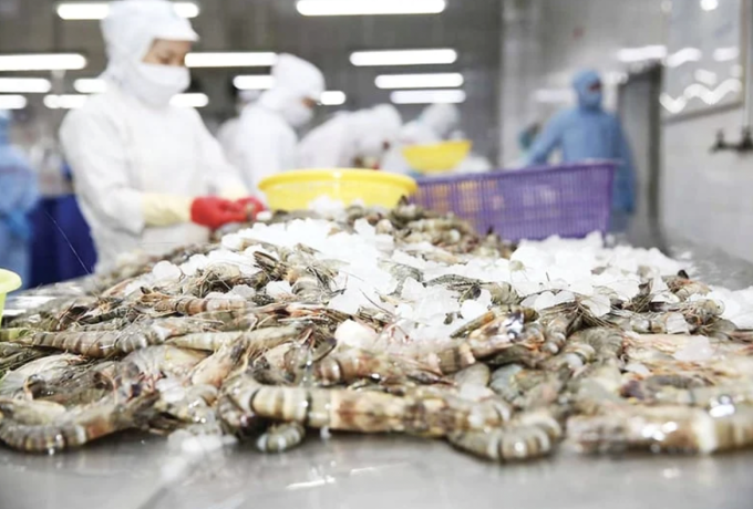 Công nhân đang sơ chế tôm tại nhà máy ở phía Nam. Ảnh: VASEP