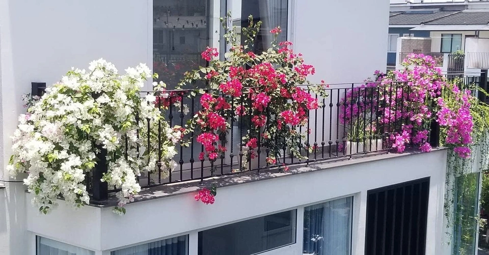 5 loại cây “chân ái” cho ban công: đẹp, dễ trồng, phong thuỷ cực tốt- Ảnh 2.