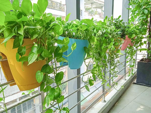 5 loại cây “chân ái” cho ban công: đẹp, dễ trồng, phong thuỷ cực tốt- Ảnh 1.