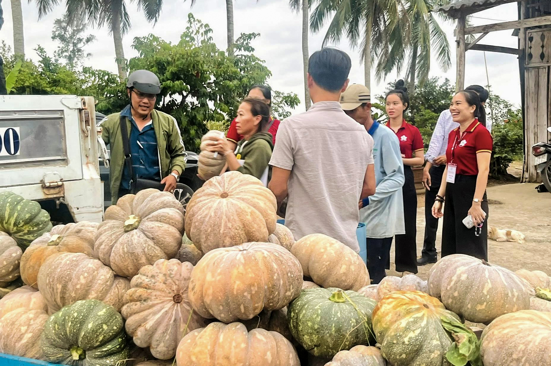 ‘Giải cứu’ hàng trăm tấn bí đỏ tồn đọng ở Cà Mau 1 giải cứu - Ảnh 1.