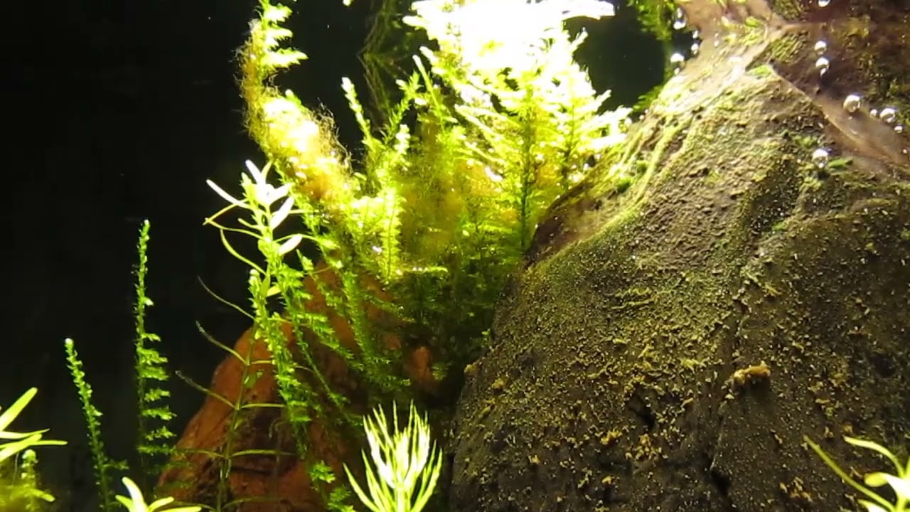 5 loại cây chớ nên trồng trong nhà- Ảnh 5.