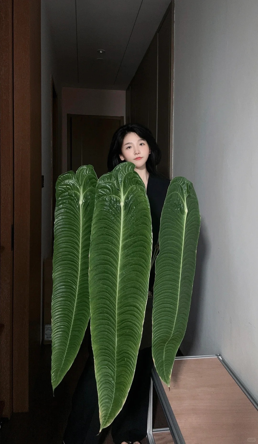 Không phải trầu bà hay kim tiền, đây mới là 