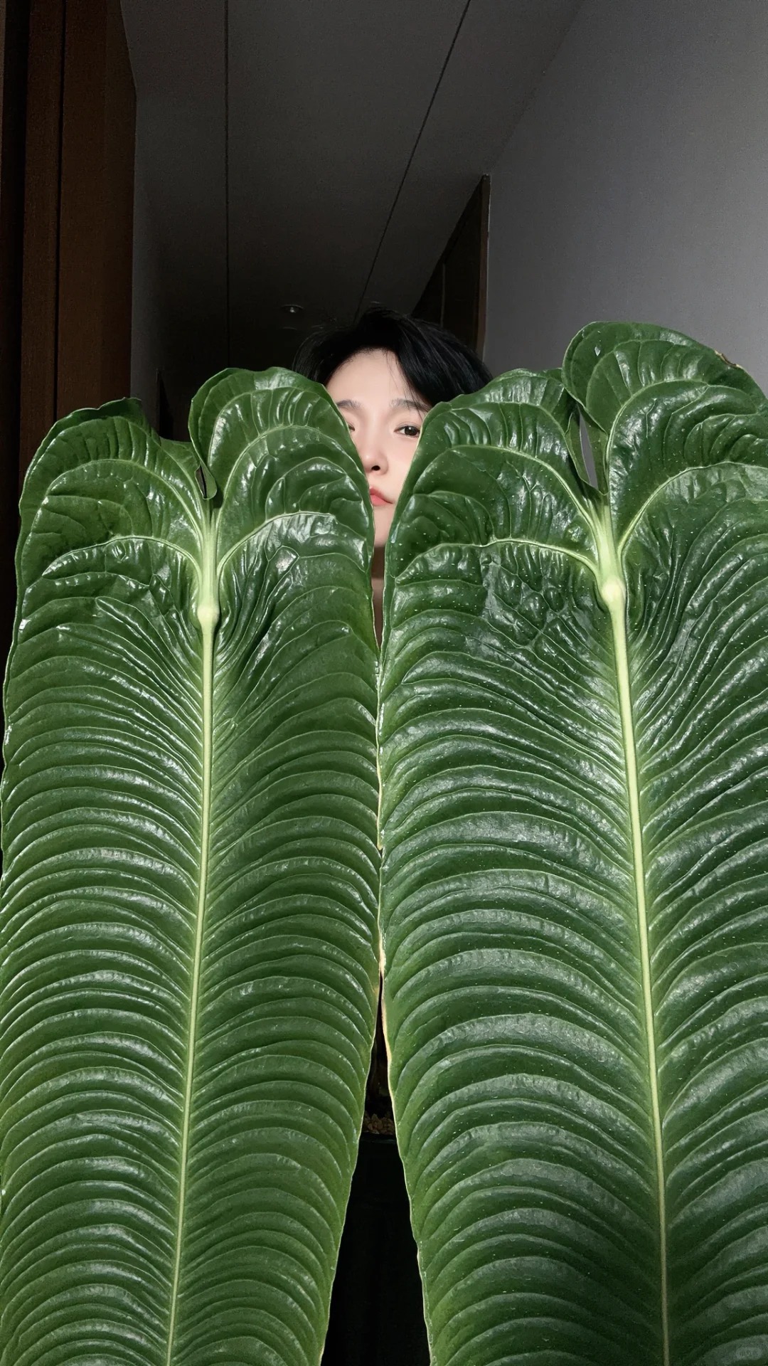 Không phải trầu bà hay kim tiền, đây mới là 