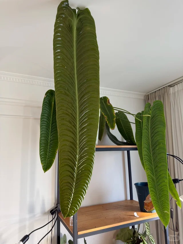 Không phải trầu bà hay kim tiền, đây mới là 