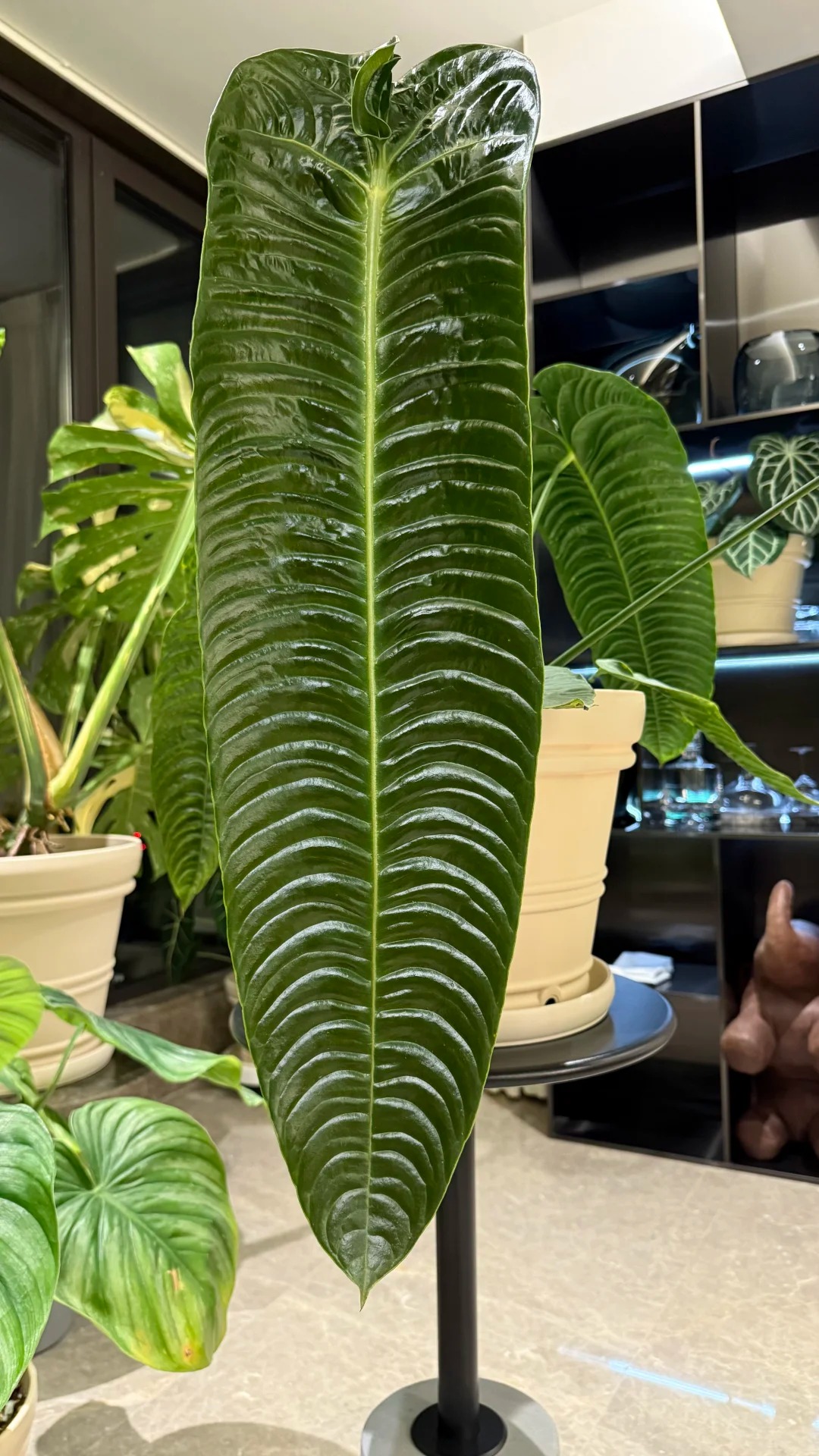 Không phải trầu bà hay kim tiền, đây mới là 