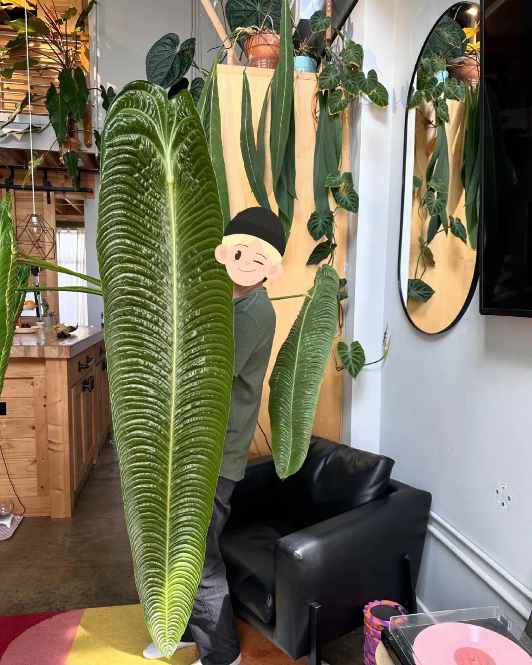 Không phải trầu bà hay kim tiền, đây mới là 